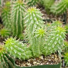 Image result for Hoodia currorii
