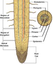 Vertical Cross Section Of A Root Tip Plant Science Biology Plants Root