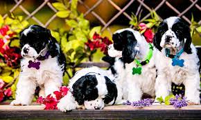 Today the cavalier king charles spaniel puppy for sale will often be brought by those who are unaware of the serious inherited diseases associated with the breed. Adopt A Cocker Spaniel Cuttin Blue Farms