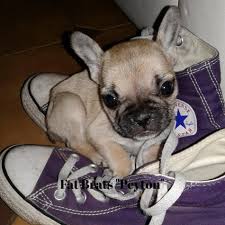 #1 let me in, i need to poop! Fat Brats French Bulldogs Home Facebook