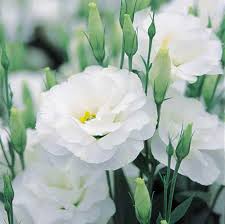 Lisianthus Ook In Het Wit Mooi Beautiful Flowers Seasonal Flowers Flower Garden