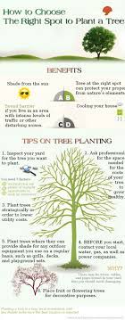 How To Choose The Right Spot To Plant A Tree Visual Ly Trees To Plant Plants Berry Garden