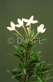 Image result for Bouvardia longiflora