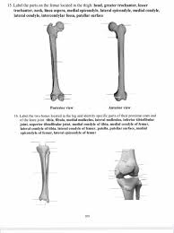 Bones play a critical role in providing support and aiding the movement of animals. Solved 15 Label The Parts On The Femur Located In The Th Chegg Com