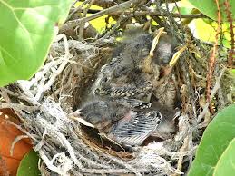 Filmed over the course of 4 weeks, our (very loud) northern mocking bird raising their babies, and finally flew away, with a sad. Northern Mockingbird Nest Rolling Harbour Abaco