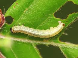 Image result for Operophtera fagata