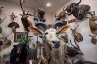 Dan Heasley mounts exotic animals at his taxidermy studio