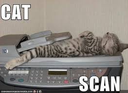 Cat Scan Cat Sleeping Positions Cat Scan Crazy Cats
