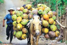 For the past 10 years, its estates in malaysia have reported a gradual decline in production of crude palm oil and palm kernel as its plantations have matured and become older. Agriculture A Coconut Revival The Edge Markets