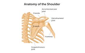 Posted on december 13, 2018 december 12, 2018. Shoulder Dislocation Boston Children S Hospital