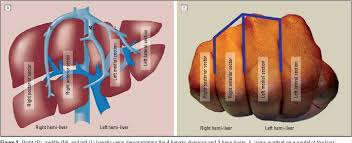 The liver is an organ only found in vertebrates which detoxifies various metabolites, synthesizes proteins and produces biochemicals necessary for digestion and growth. Pdf A Handy Tool To Teach Segmental Liver Anatomy To Surgical Trainees Semantic Scholar