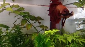 I come in to feed them today and realize one of. My Betta Has Got A Bloated Belly Youtube