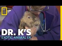 Exotic animal vet near me. Pin On Websites