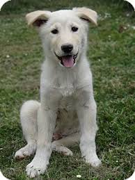 Check spelling or type a new query. Salem Or Samoyed Meet Swiss A Pet For Adoption