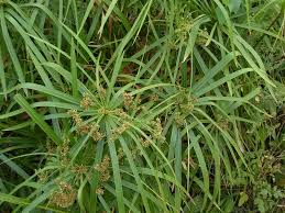 Image result for Cyperus zollingeri