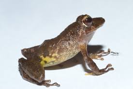 Image result for Pristimantis bambu