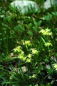 Registration on or use of this site constitutes acceptance of our terms of service and privac. Epimedium Koreanum Harold Epstein In 2021 Dry Shade Plants Shade Plants Rabbit Resistant Plants
