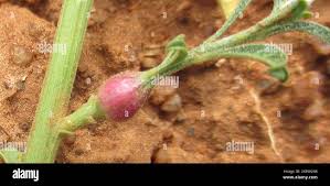 Image result for Hermbstaedtia