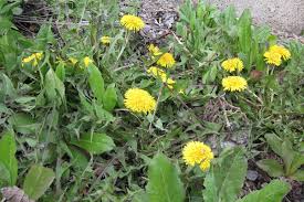 Top 20 worst lawn weeds in new zealand common lawn weeds and how to get rid of them lawn weeds a tool to identify common gainesville florida lawn weeds the identifying and controlling common lawn weeds lovethegarden. Twelve Common Weeds Hgtv