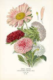 Flowers Botanical Illustration Aster Flower Botanical Art