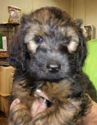 Litter Of 8 Whoodle Puppies For Sale In Hamilton Oh Adn 34997 On Puppyfinder Com Gender Male S And Puppies For Sale Whoodle Puppy Whoodle Puppies For Sale