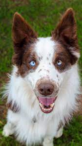 Dog Brown Border Collie With Blue Eyes Puppies With Blue Eyes Blue Eyed Animals Blue Eyed Dogs