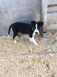 Socialization training should be given to the border collie puppies so that they can get along well with other dogs and pets comfortably. Border Collies Bordner Farms