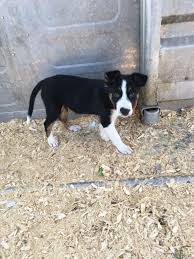 Review how much border collie puppies for sale sell for below. Smooth Coat Tricolor Border Collie Free Delivery Off77 Welcome To Buy