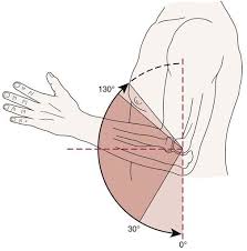 Image result for Elbow Extension Test