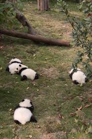 Juvenile Pandas Chillin Cute Animals Panda Bear Animals Beautiful