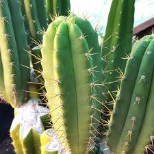 Under ideal conditions, san pedr cactus can grow up to 18 inches per year and will readily shoot off new pups (branches). San Pedro Cactus Album On Imgur