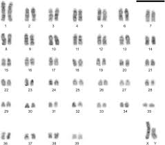 Restul clinicilor şi punctele de recoltare sanador vor fi închise. A Review Of Euryoryzomys Legatus Rodentia Sigmodontinae Morphological Redescription Cytogenetics And Molecular Phylogeny Peerj