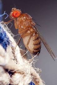 Même en prenant soin de jeter tout fruit ou légumes trop mûr, susceptible de les attirer, une fois que la cuisine est envahie, elles. En Video La Mouche ManÅuvre Comme Un Avion De Chasse