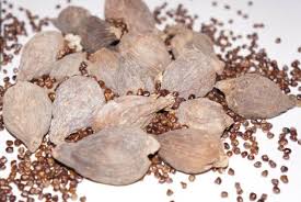 Image result for Aframomum corrorima