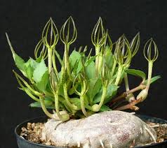 Image result for Ceropegia conrathii