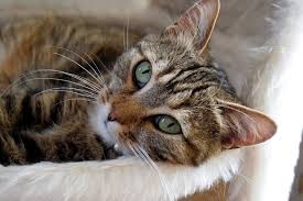 How does cancer kill a cat? Cancer In Cats Symptoms And Treatment