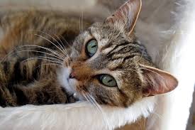 We did not find results for: Cancer In Cats Symptoms And Treatment