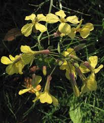 Image result for Raphanus