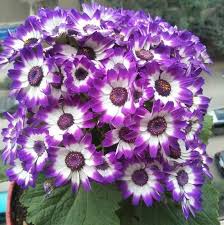 Image result for Gouania tiliifolia