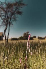 Image result for Hermbstaedtia fleckii