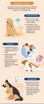 That said, an ultrasound alone is almost never. Can Young Dogs Get Cancer Canna Pet