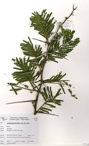 Image result for Acacia sieberiana