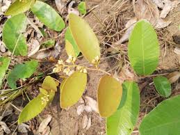 Image result for Parinari capensis