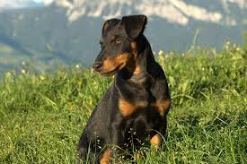 Image result for jagdteriér