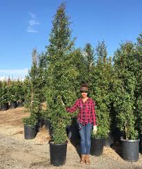 In 1882 and are winter hardy in usda zones 3 to 6. Australian Brush Cherry Garden View Nursery