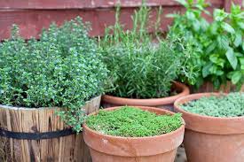 Maybe you would like to learn more about one of these? How To Start Your Own Herb Garden Gardener S Path