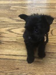 Find the perfect puppy for you! Yorkie Poo Yorkiepoo Mix Puppy For Sale In Murfreesboro Tn Adn 66310 On Puppyfinder Com Gender Female Age 8 We Yorkie Poo Puppies Yorkie Poo Mixed Puppies