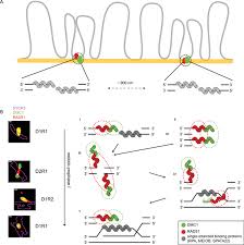 Image result for Meiosperma debile
