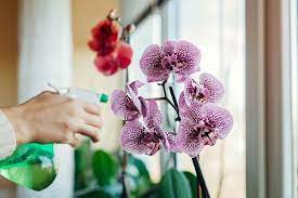 How To Grow Orchids At Home In 2021 Growing Orchids Orchid Care Orchids
