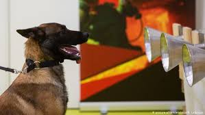 Dogs with osteosarcoma may appear to be in pain and walk with a limp, and the affected limb may be swollen. Dogs Can Sniff Out Covid 19 Science In Depth Reporting On Science And Technology Dw 27 05 2020